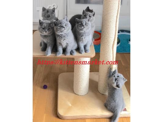 PoulaTo: amazingly raised kittens available